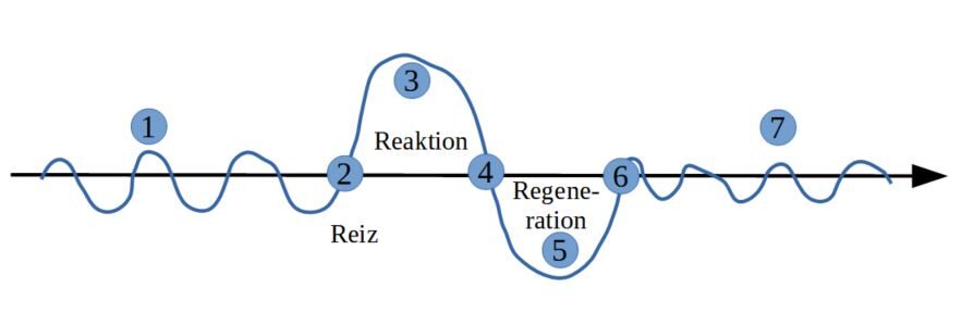 Regulationssystem des Menschen